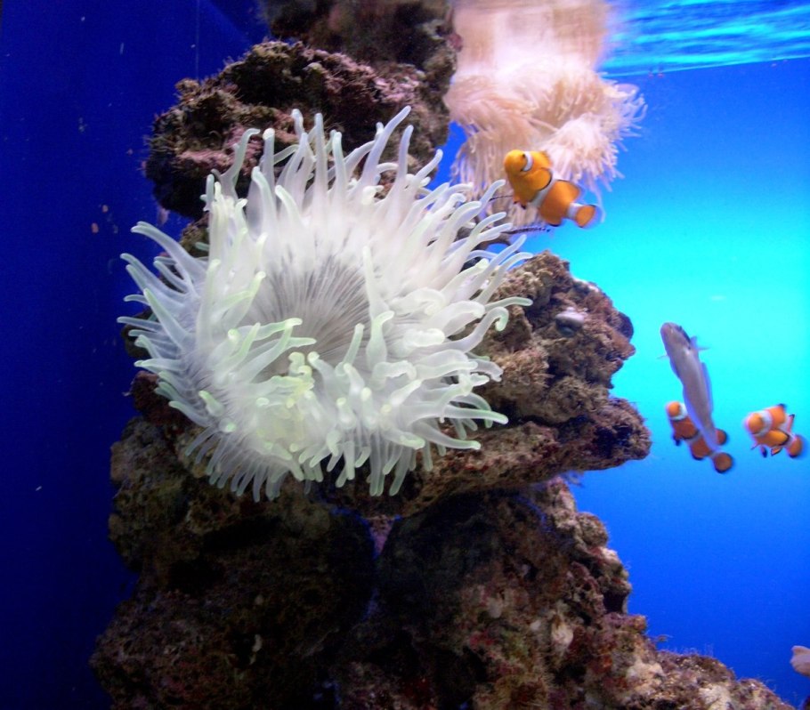 Кусты кораллы