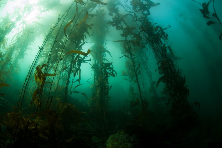 Тихий океан Флора и фауна океана