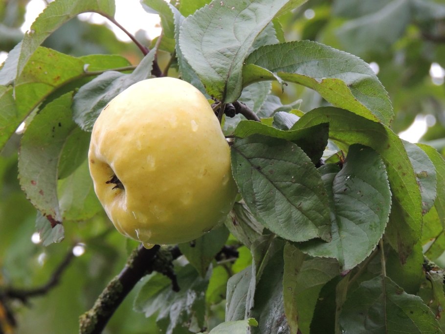 Антоновка (сортотип яблони)