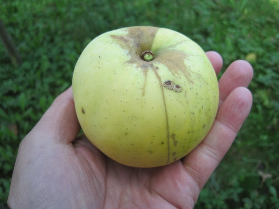 Сорт яблони Антоновка