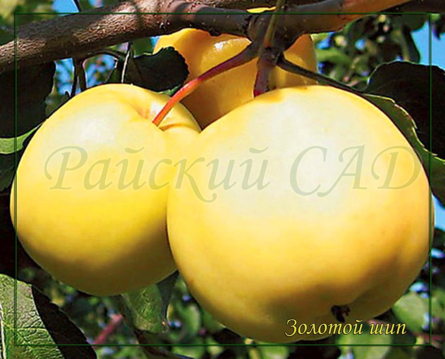 Сорт яблони Антоновка