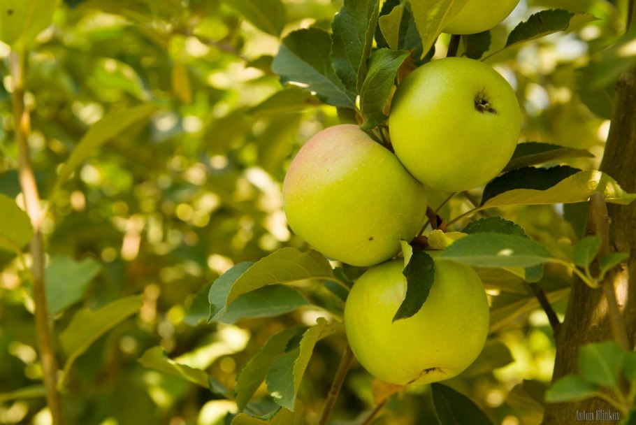 Антоновка сорт яблок