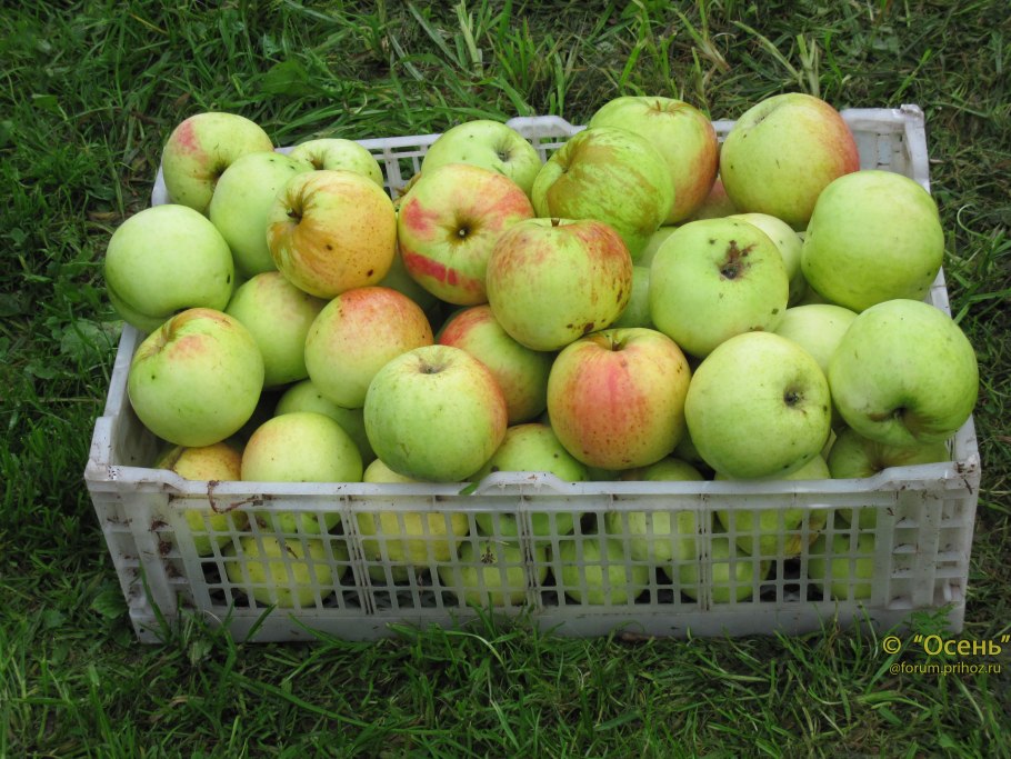 Яблоки Антоновка Каменичка