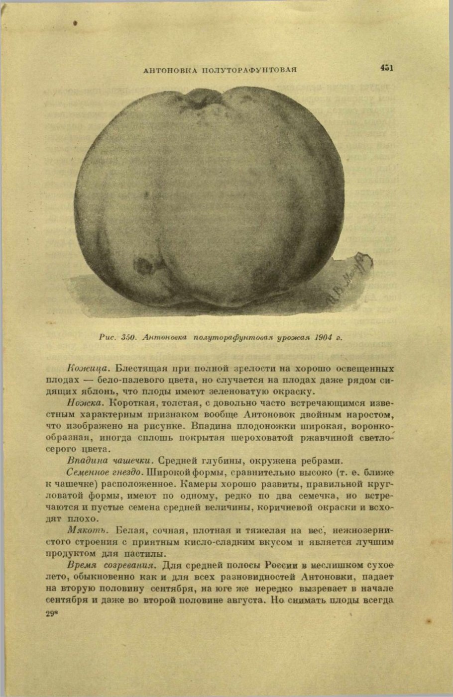 Антоновка сорт десертная