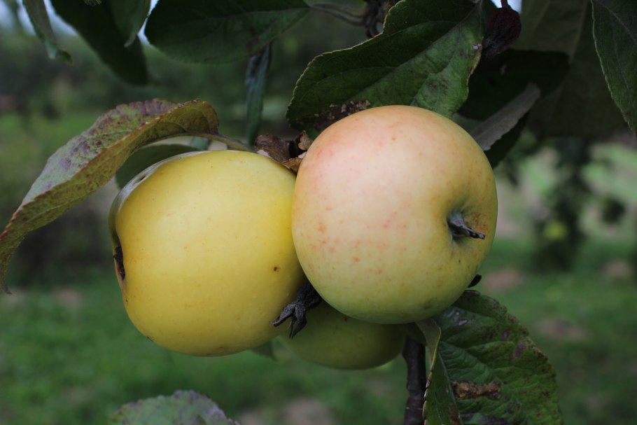 Яблоня Антоновка 600 граммовая