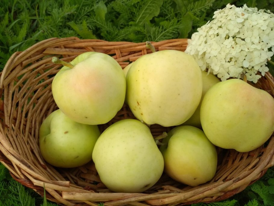 Яблоня Антоновка Золотая