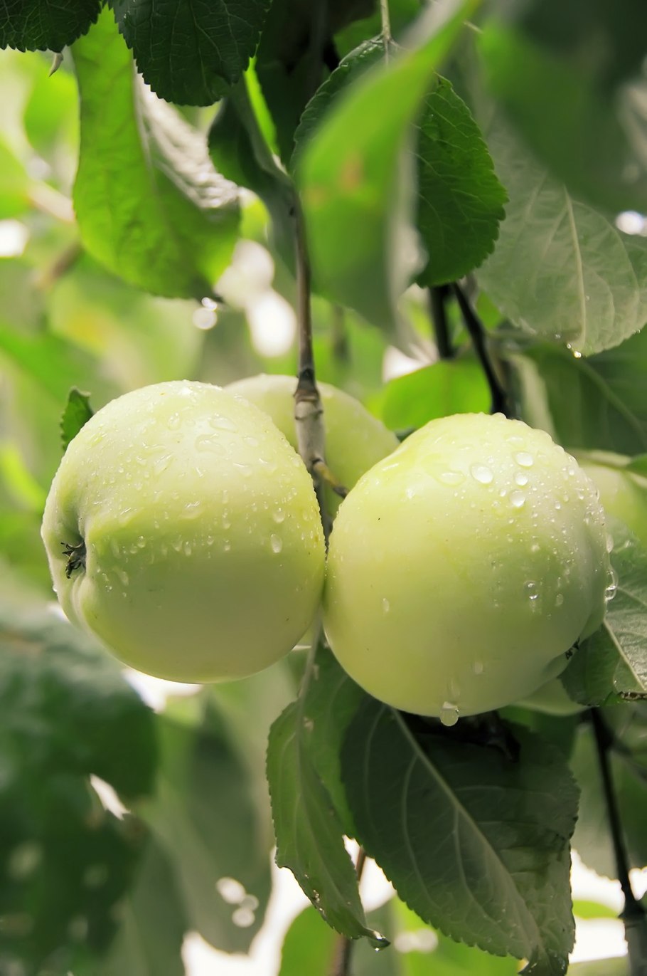 Яблоня Ренет Симиренко