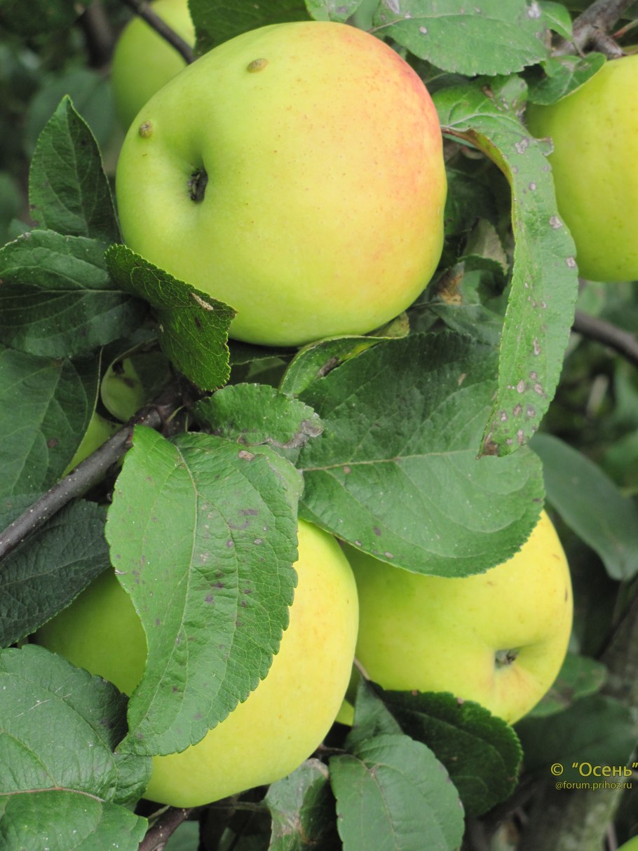 Яблоня Антоша