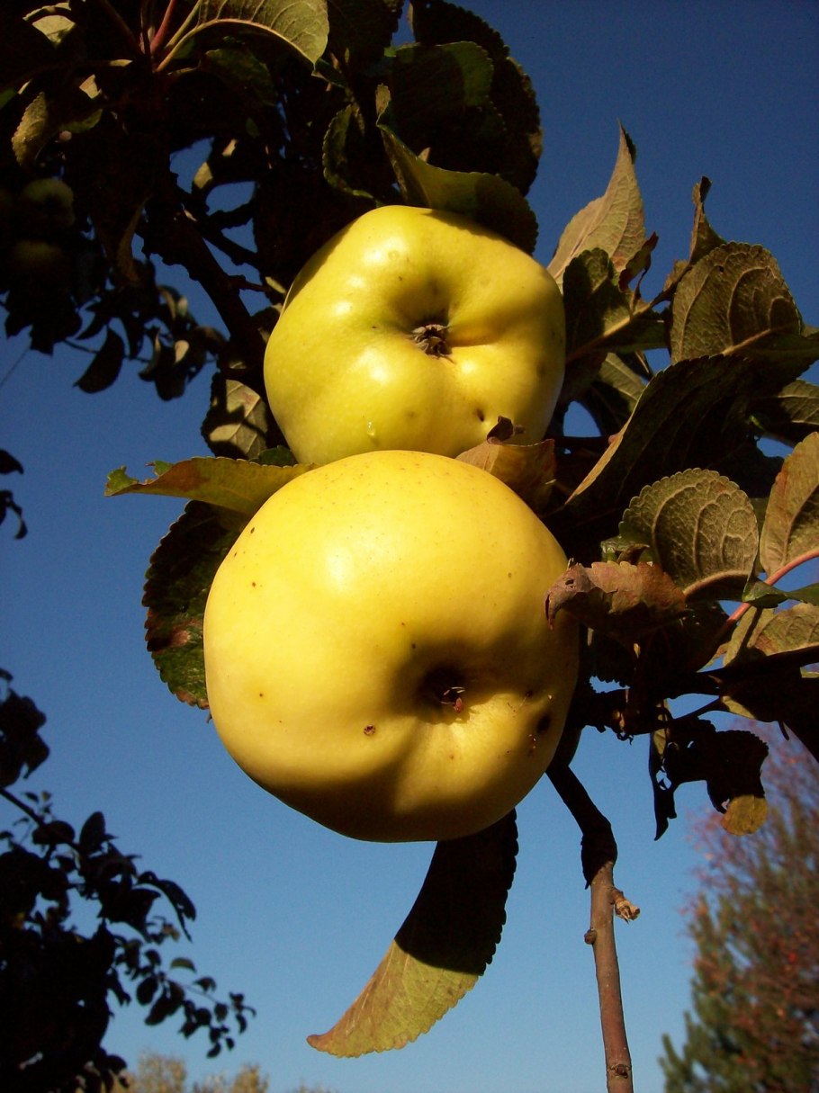 Яблоки Антоновка