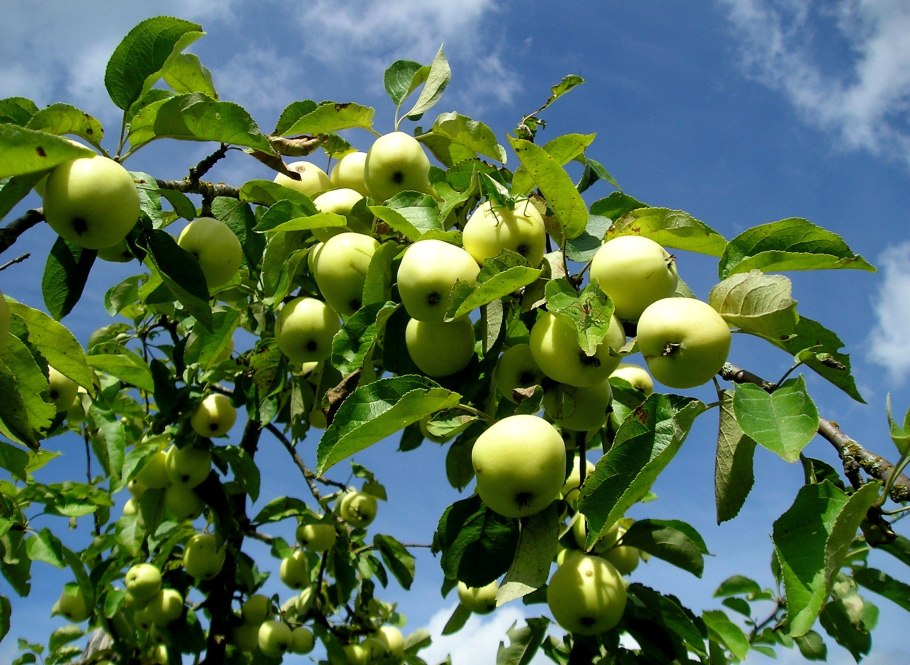 Яблоня Папировка