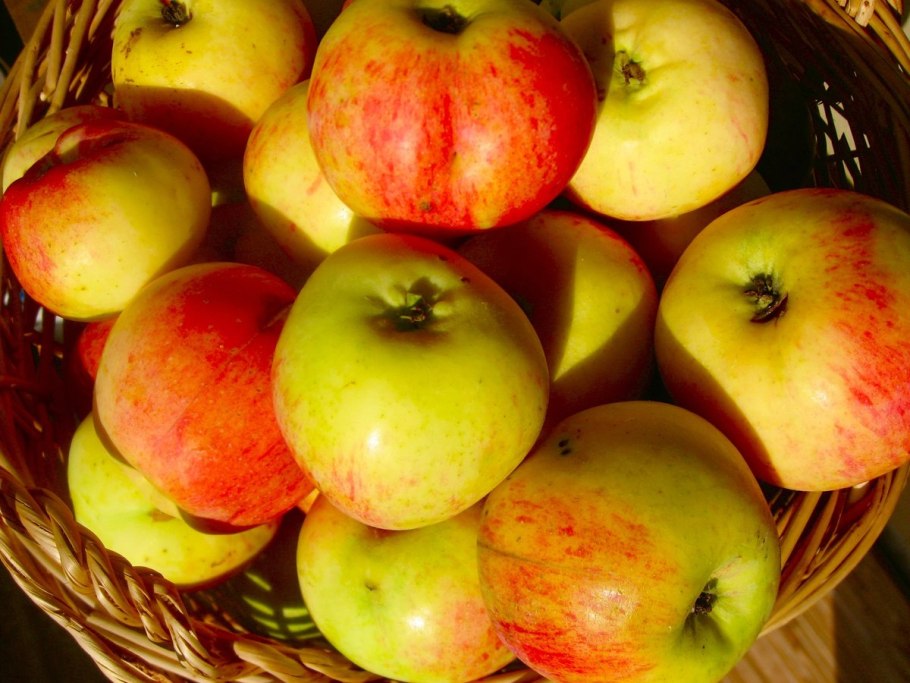 Яблоня Антоновка Золотая