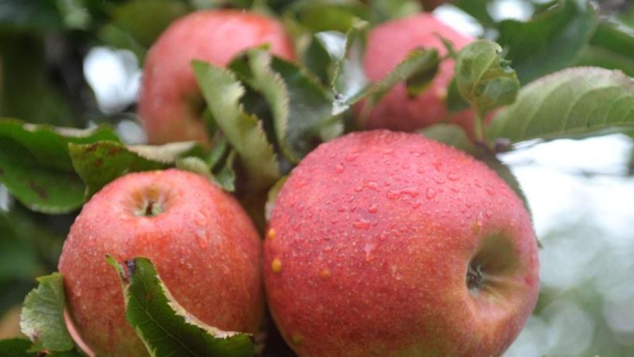 Яблоня зимняя Антоновка