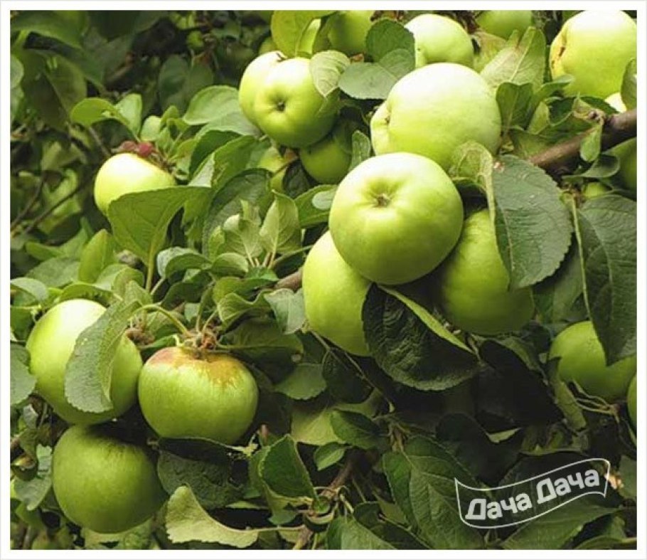 Яблоня Антоновка дерево