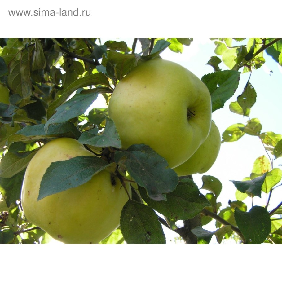 Яблоня Антоновка