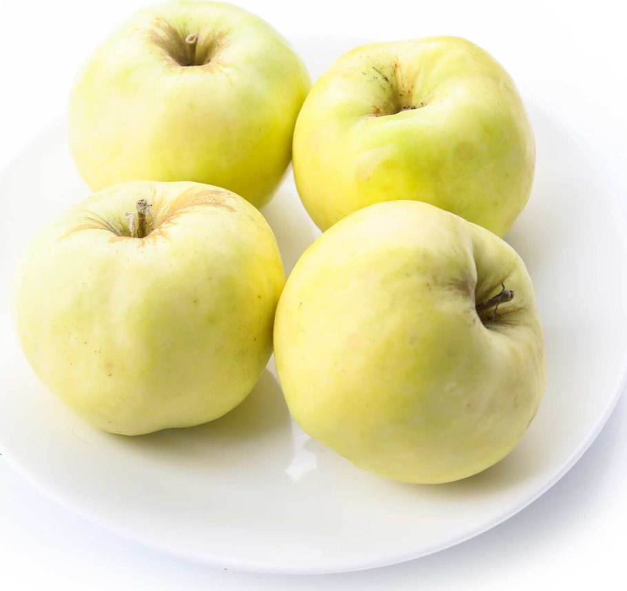 Яблоня Антоновка