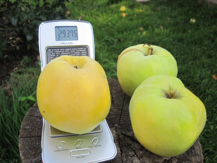 Сорт яблони Татьяна