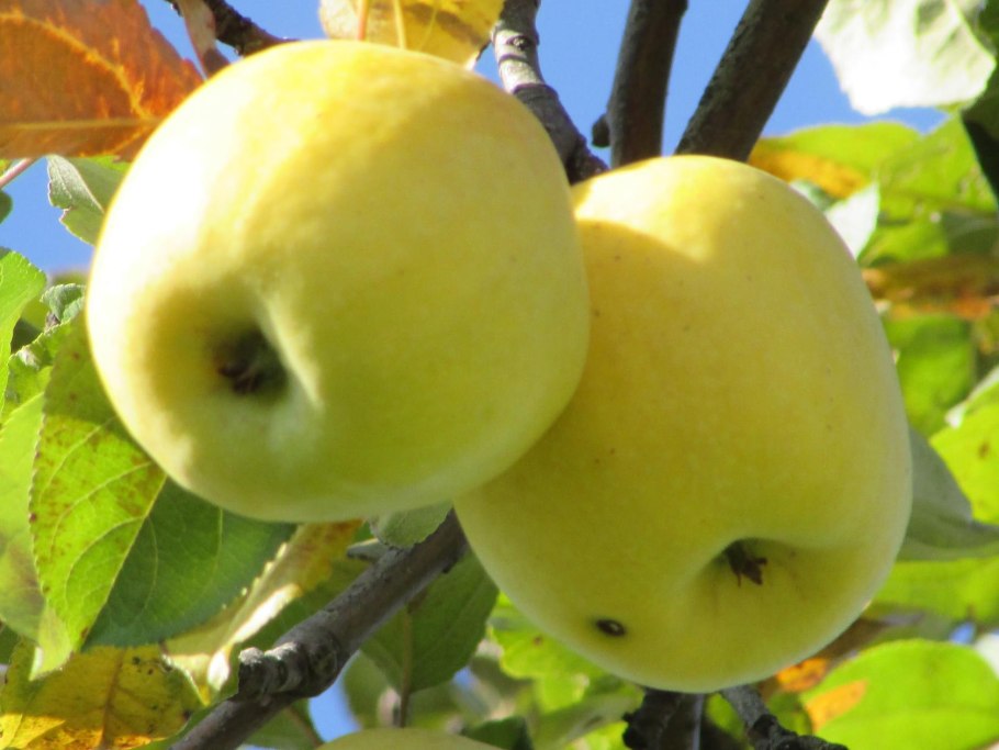 Яблоня Антоновка