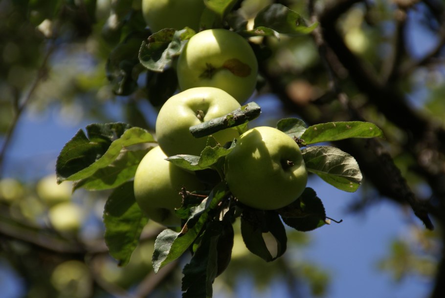Яблоня Антоновка десертная