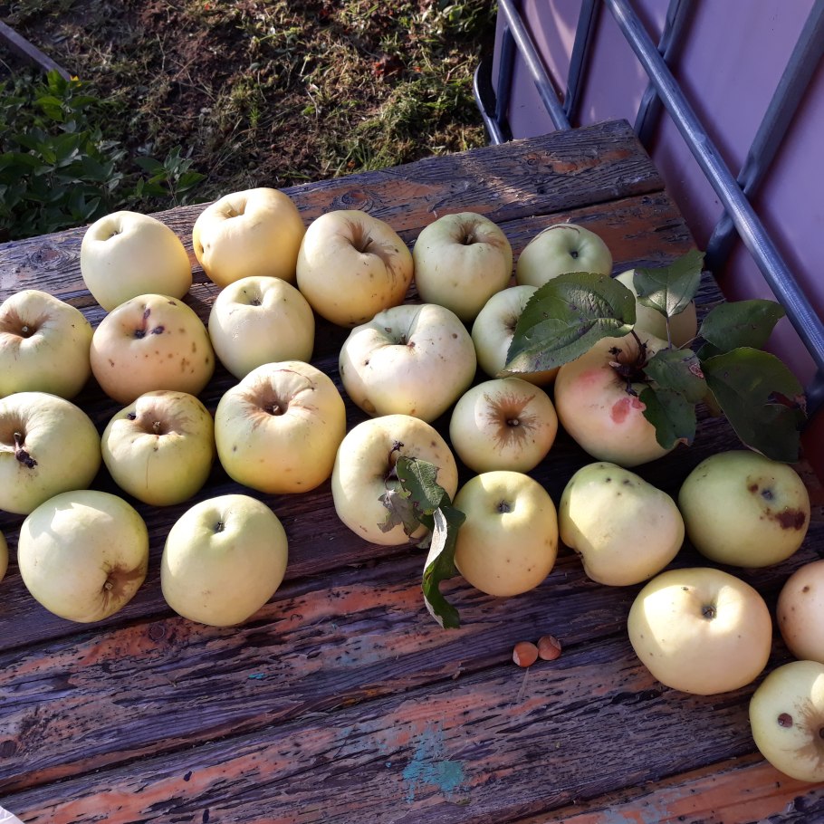 Сорт яблони Антоновка