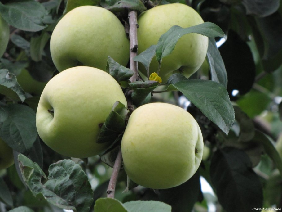 Зеленые яблоки на дереве