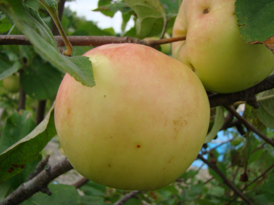 Антоновка сорт десертная