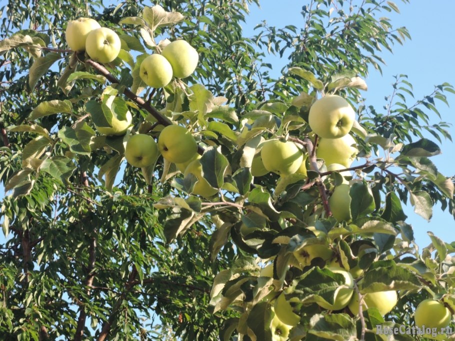 Яблоня Антоновка золотистая