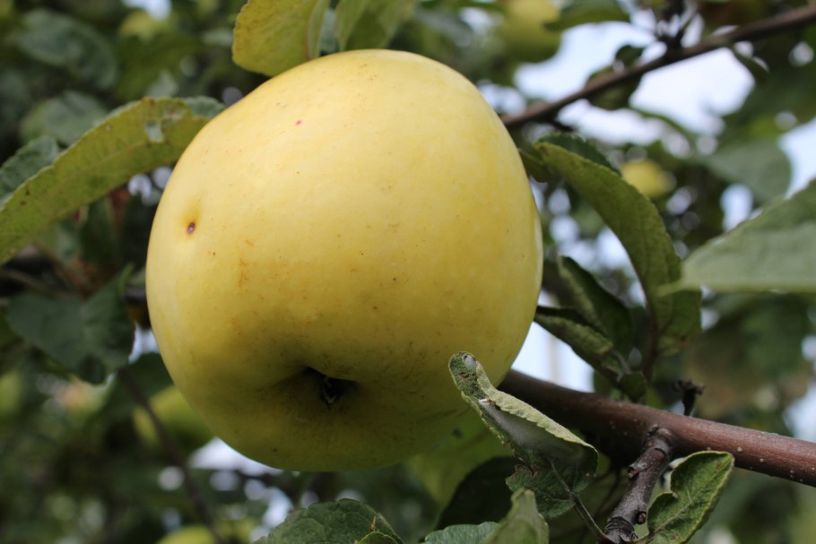 Яблоня штамбовая "Антоновка"