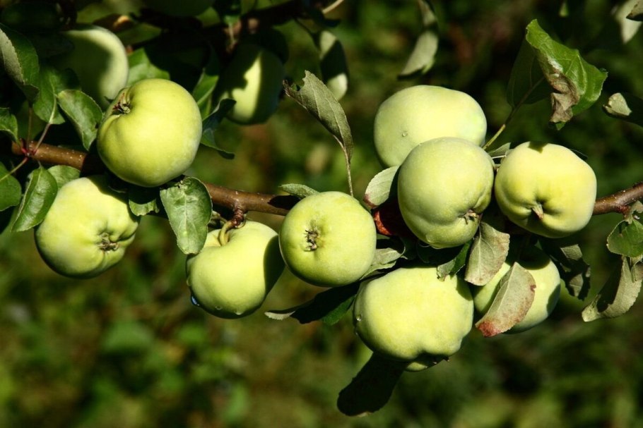 Голд Раш яблоня
