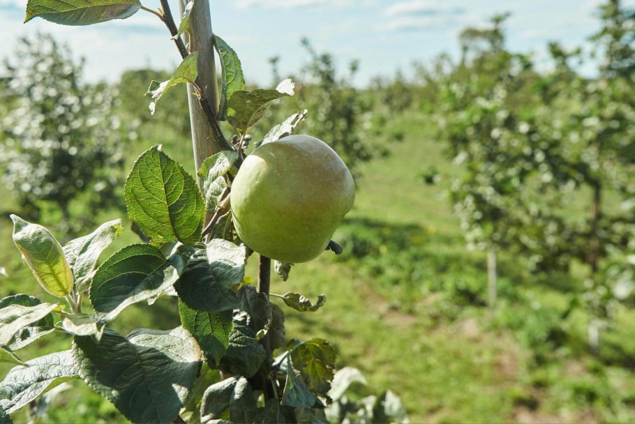 Яблоня Антоновка десертная