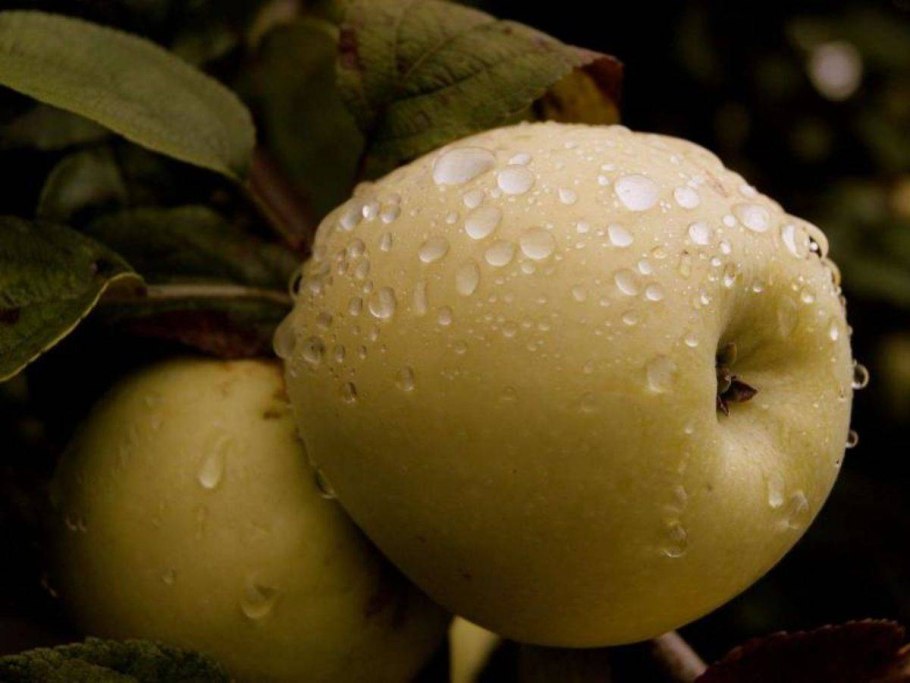 Антоновка сорт яблок