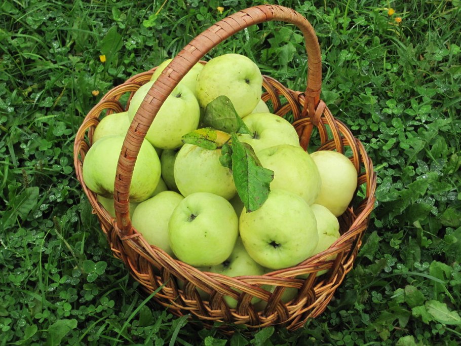 Яблоко Антоновка Золотая