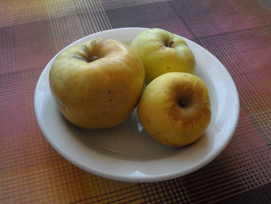 Яблоня Антоновка обыкновенная