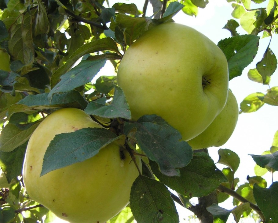 Сорт яблок Антоновка обыкновенная