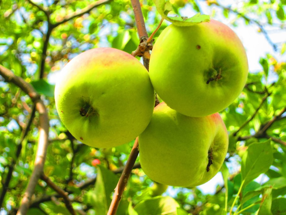 Антоновка золотистая