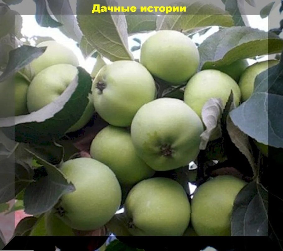 Антоновка апортовая