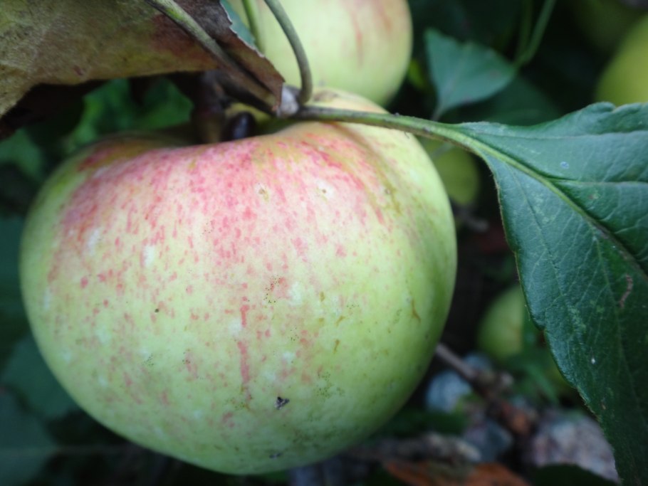 Яблоня штамбовая "Антоновка"