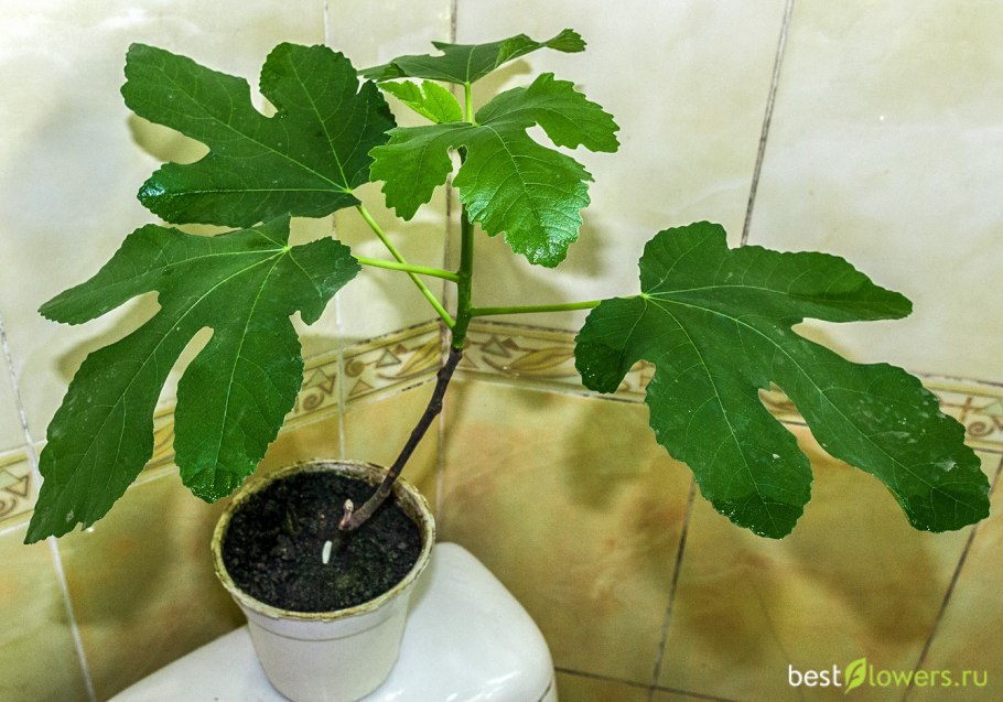 Фикус инжир