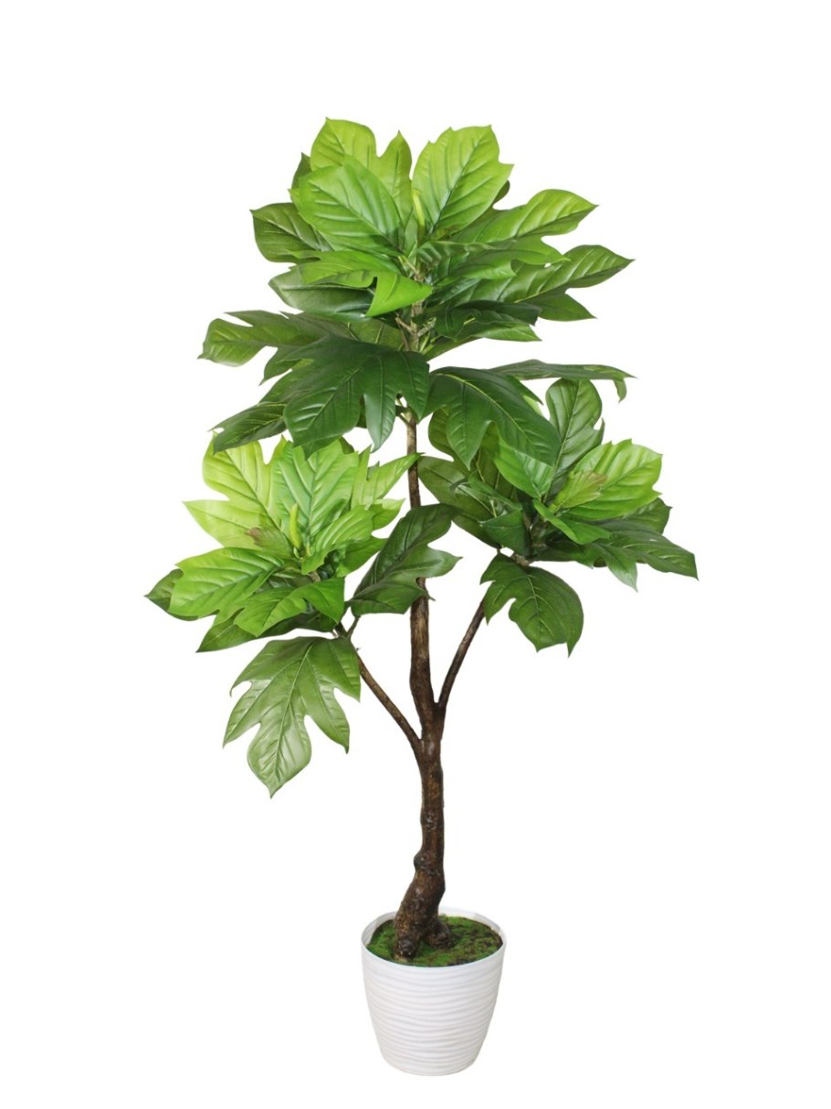 Фикус Карика (Ficus carica)