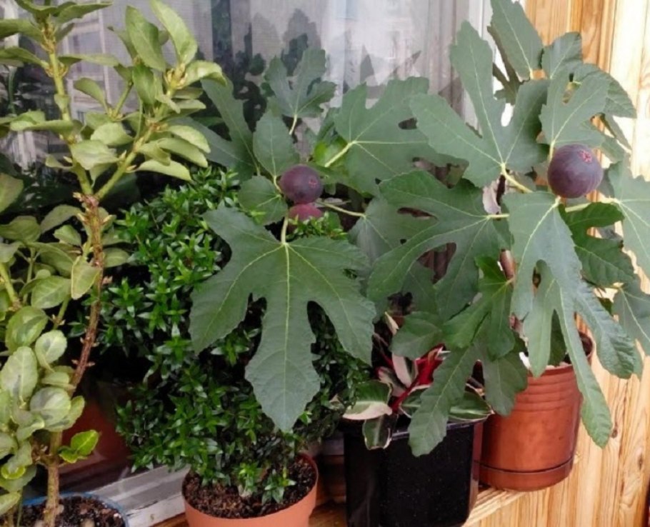 Инжир смоковница