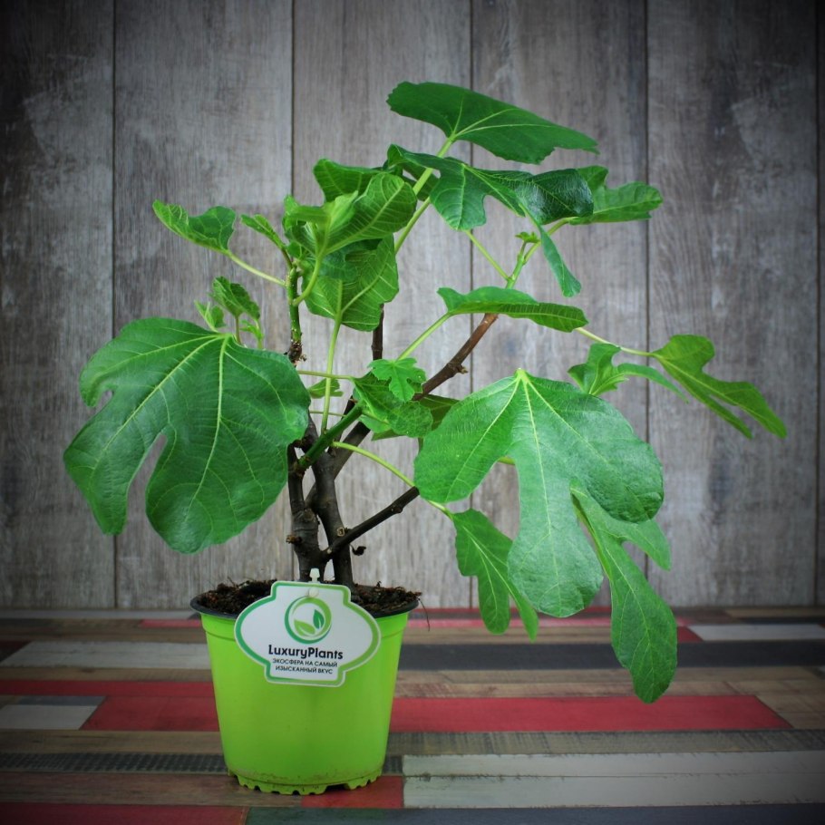 Инжир Браун Туркей комнатный