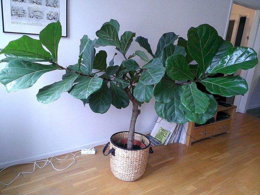 Инжир гирканский