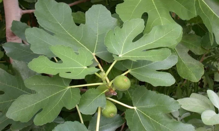 Инжир цветок комнатный