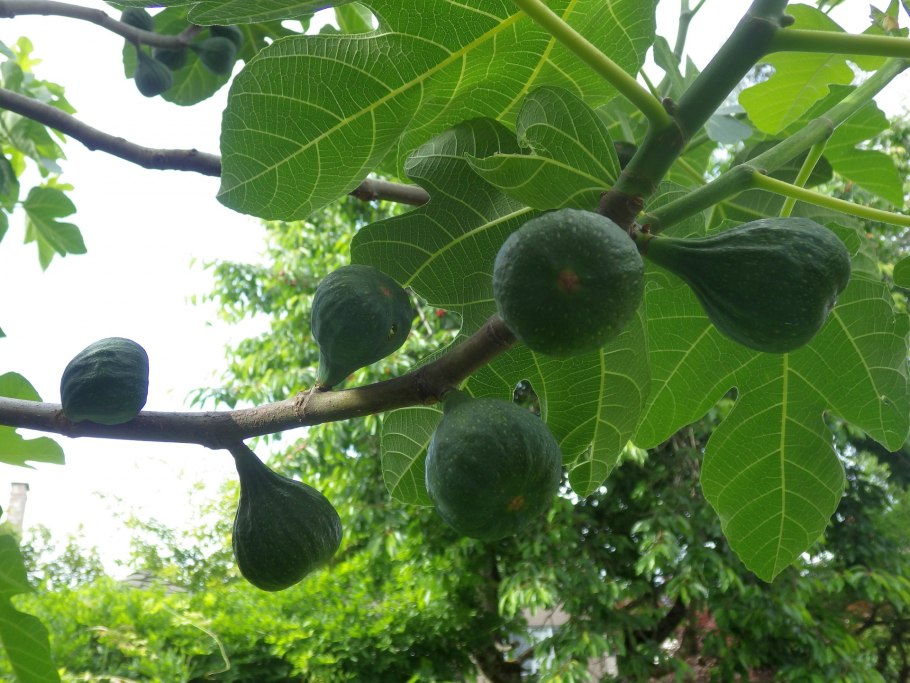Фѝкус Карика, инжир – Ficus carica