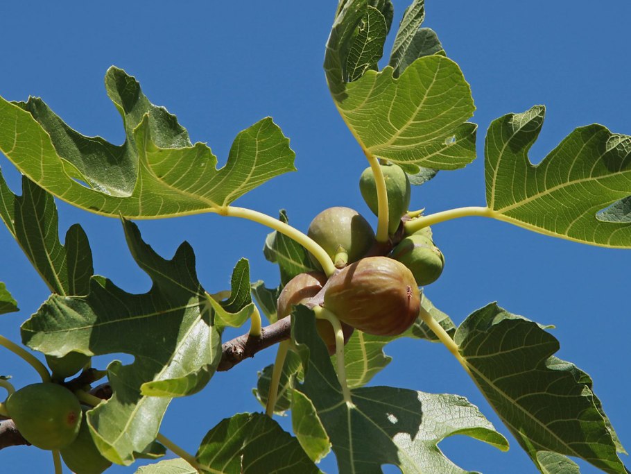 Семейство тутовых инжир