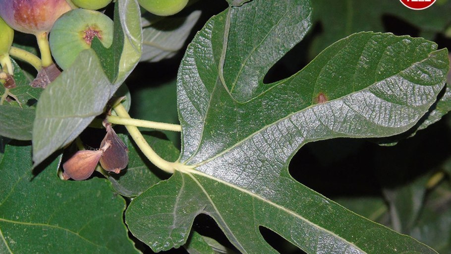 Инжир растение