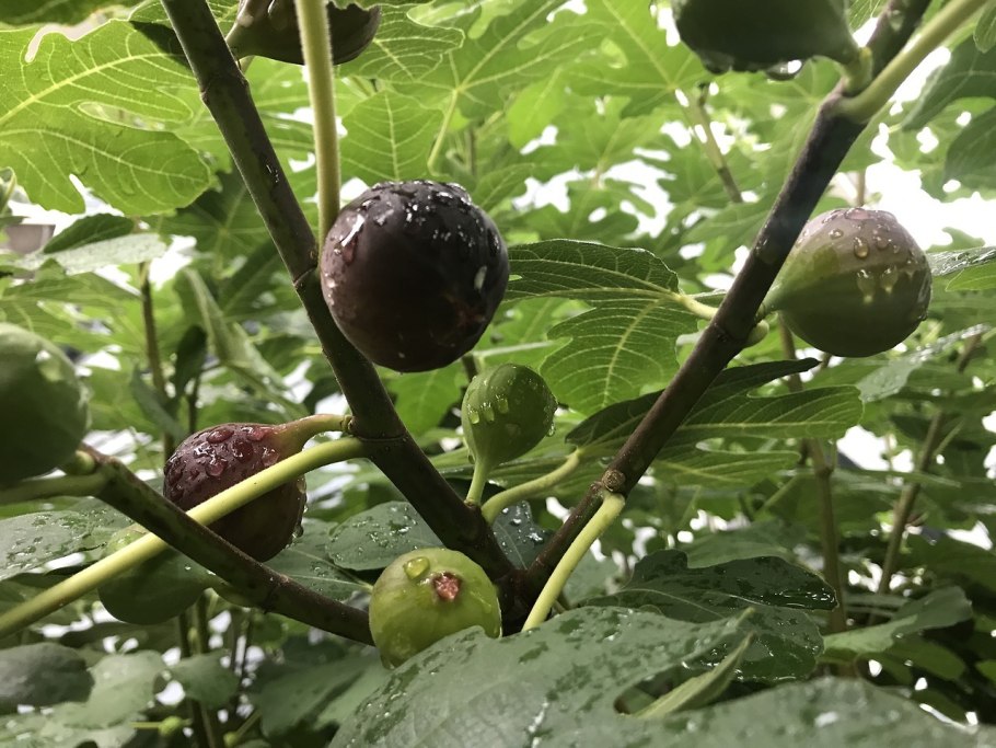 Партенокарпический инжир