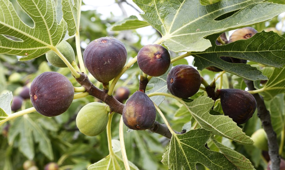 Инжир Киевский крупноплодный