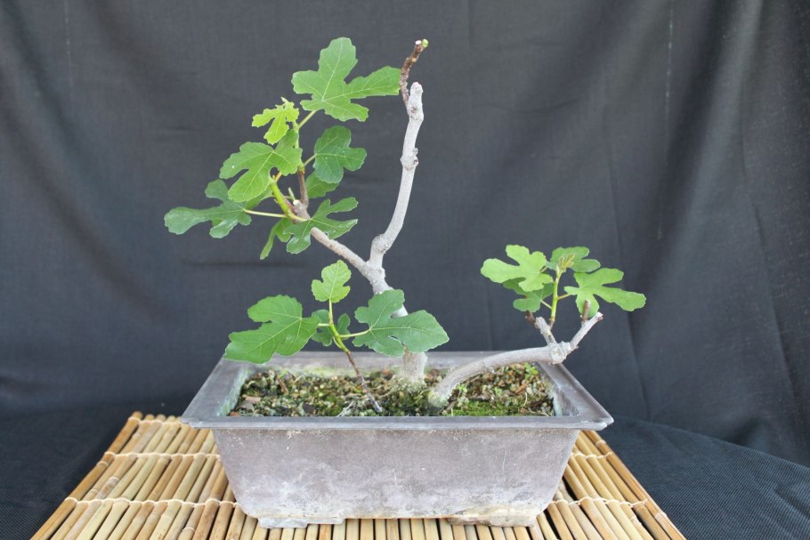 Инжир штамбовый