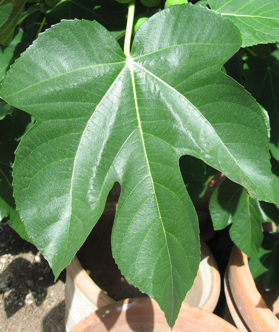 Фикус Карика