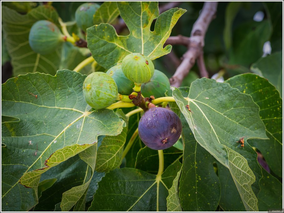 Смоква дерево